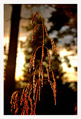 photo "Grass the in fall evning"