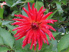 photo "Dahlia"