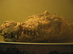 photo "Whether it is time to me to the stomatologist?"
