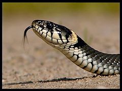photo "The grass-snake"