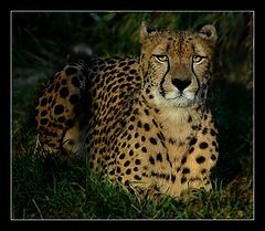 фото "Cat"