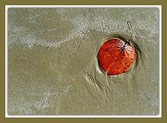 фото "Autumn leaf"
