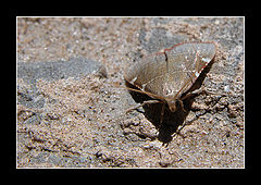 photo "Disguise"