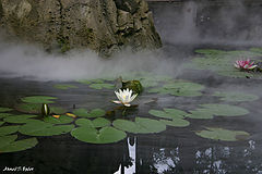 photo "in Holland"