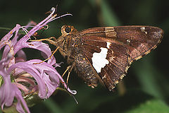 photo "Silver-spotted Skipper"
