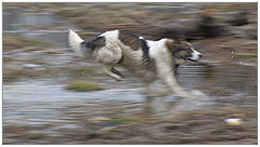 photo "RUN"