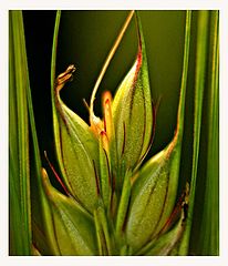 photo "Corn"