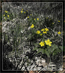 photo "wildflowers"