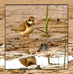 photo "Evening on the beach-2 (Ringed Plover)"