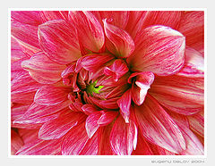 photo "Botany №1"