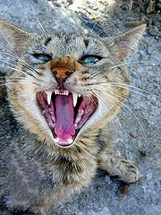 фото "Wild thing"