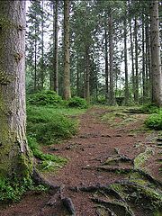 фото "Wet Forest - 2"