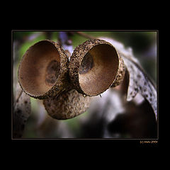 photo "... Funy Face ..."
