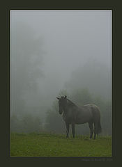 photo "Horse in a fog"