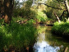 photo "Small river"