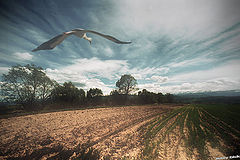 photo "in fetter"