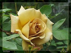 photo "Butterscotch rose"