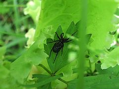 photo "Spider"
