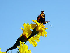 photo "Clear day"