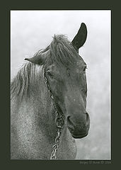 photo "Portrait “Horses in a fog”"