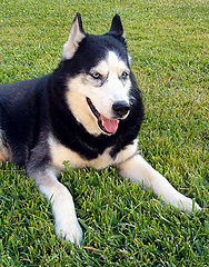 photo "For those who love dogs"