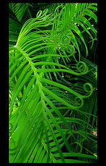 photo "***"