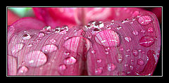 photo "*Drops*"