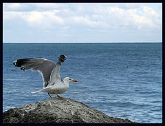 photo "Gull"
