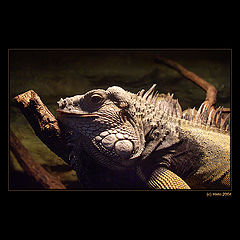 photo "... Iguana ..."