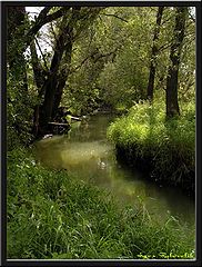 photo "Wood small river"
