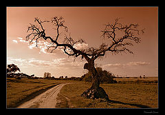 photo "Tree in the way"