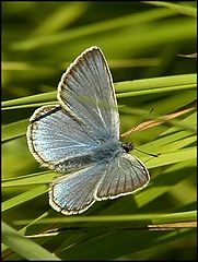 photo "Blue butterfly"