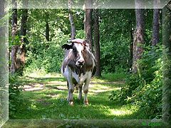 photo "Animal"