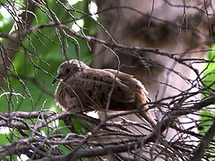 photo "Bird"