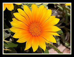 photo ":-)Sunny:-)"
