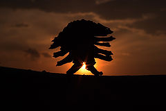 фото "The alien"