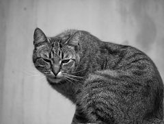 album "fauna"