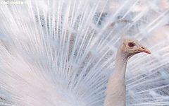 фото "Am I not beautiful?"