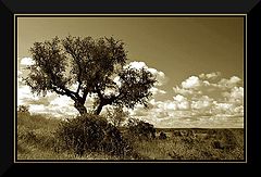 photo "alone"