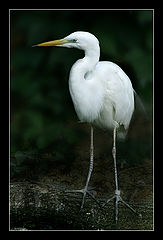 фото "Heron"