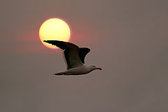 photo "Surreal"