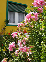 фото "...window with flowers..."