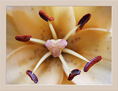 photo "Poor macro"