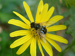 фото "The Flower and the Bee"