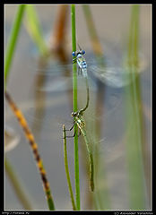 photo "Windy love"