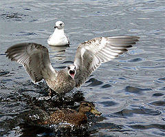 photo "The Fight"