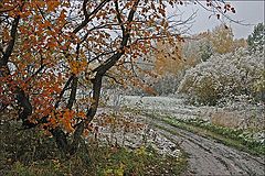 photo "The first snow"
