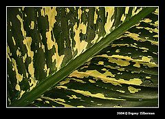фото "Pattern"