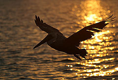 photo "Pelican in Sunset"