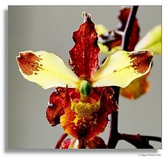 photo "Cyrtopodium triste"